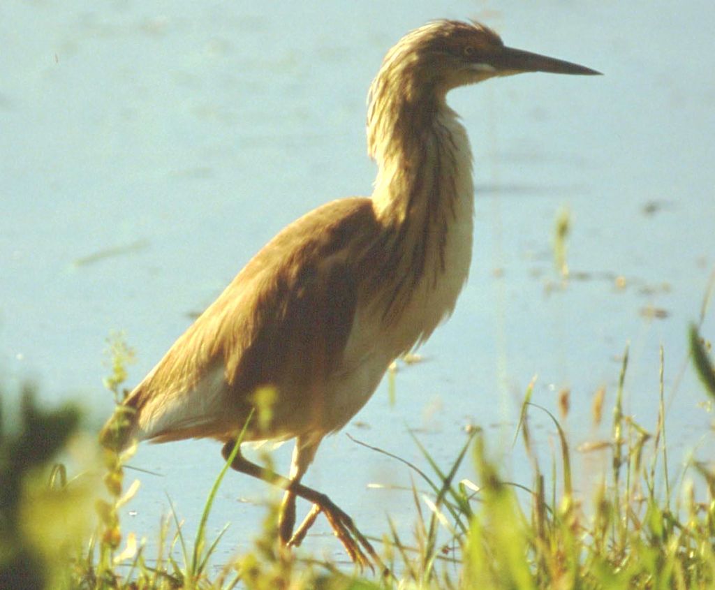 Sgarza ciuffetto (70)